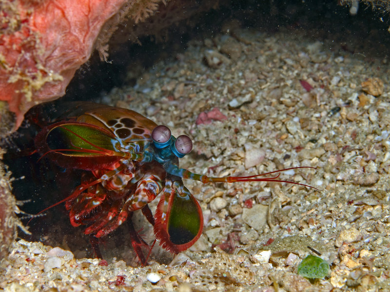 Smashing Mantis Shrimp, Batangas
        Channel